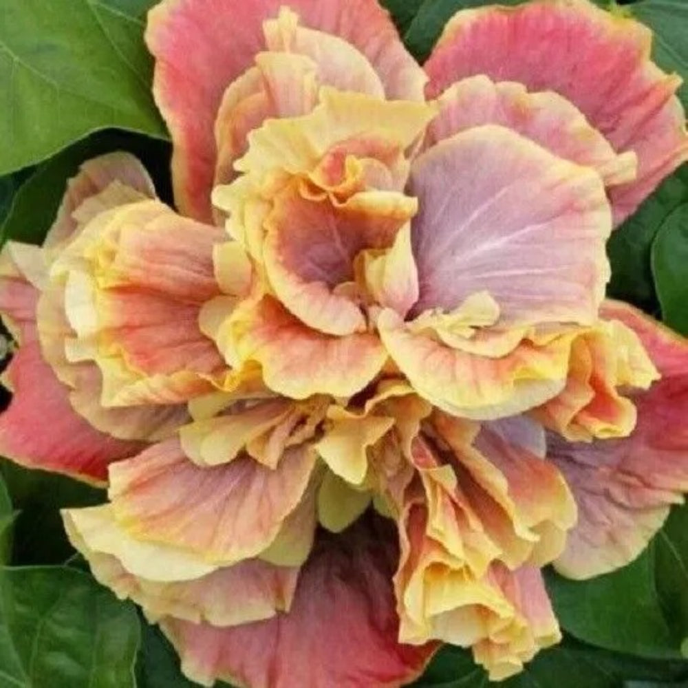 20 Double Yellow Pink Hibiscus Flowers Flower Bloom Perennial Seeds | www.seedsplantworld.com