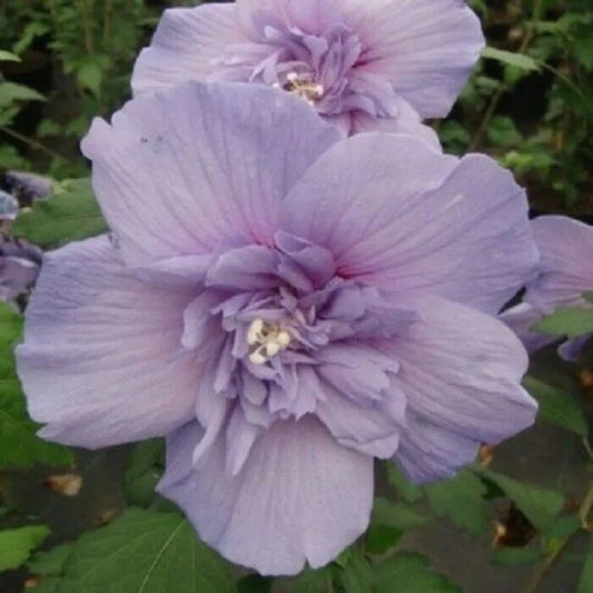 20 Double Light Purple Hibiscus Flowers Flower Bloom Perennial Seeds | www.seedsplantworld.com