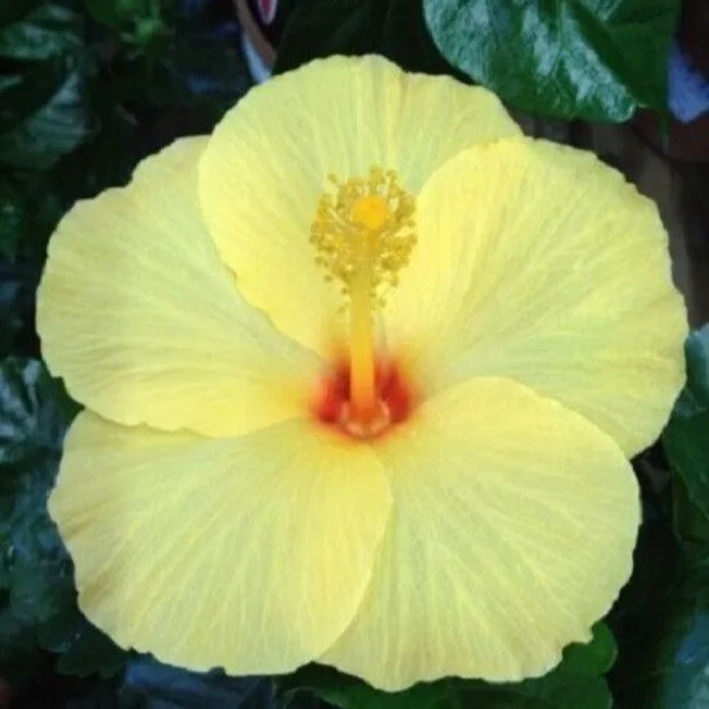 20 Light Yellow Hibiscus Flowers Flower Bloom Perennial Seeds | www.seedsplantworld.com