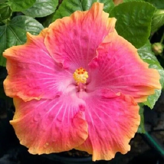 20 Yellow Pink Hibiscus Flowers Flower Bloom Perennial Seeds | www.seedsplantworld.com