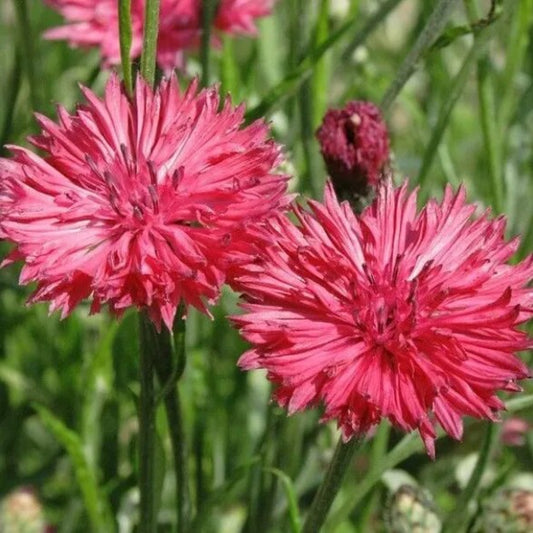 50 Pink Bachelor's Button Flower Flowers Garden Annual Seeds | www.seedsplantworld.com