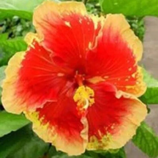 20 Orange Hibiscus Flowers Flower Bloom Perennial Seeds | www.seedsplantworld.com