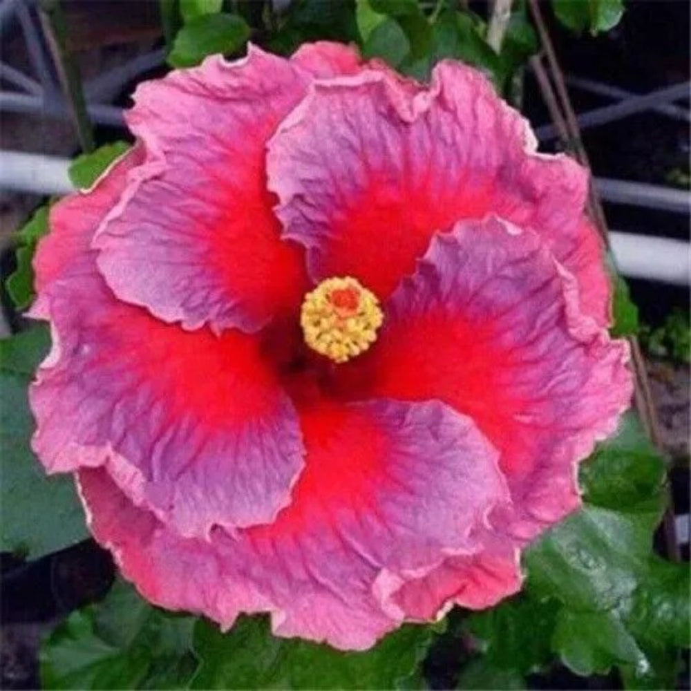 20 Pink Purple Hibiscus Flowers Flower Bloom Perennial Seeds | www.seedsplantworld.com