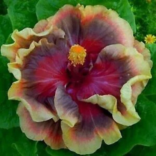 20 Purple and Maroon Hibiscus Flowers Flower Bloom Perennial Seeds | www.seedsplantworld.com