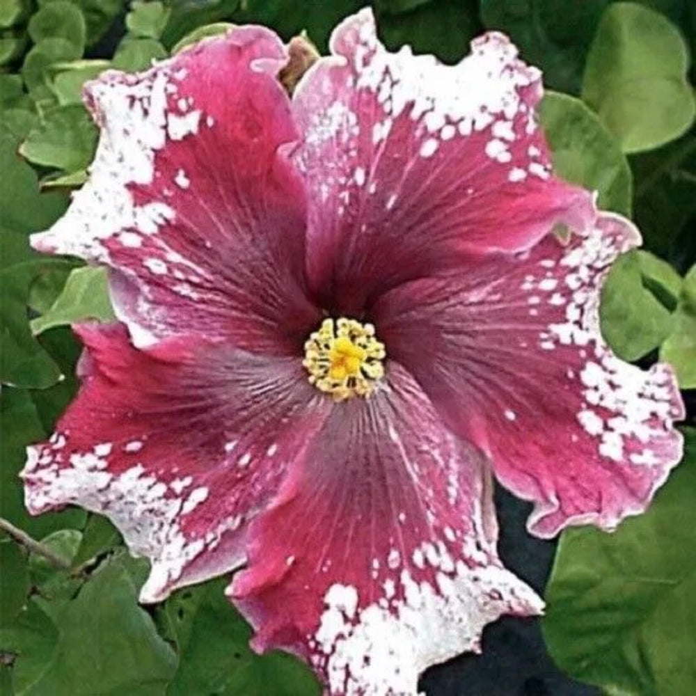 20 Maroon and White Hibiscus Flowers Flower Bloom Perennial Seeds | www.seedsplantworld.com