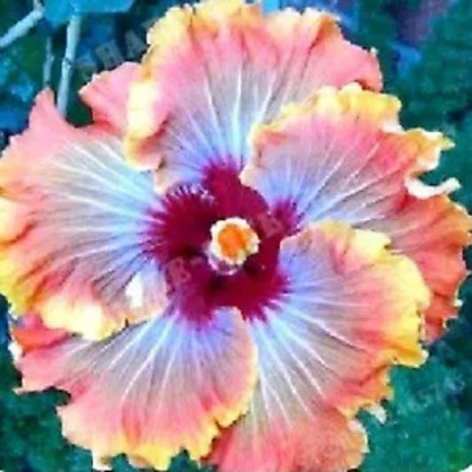 20 Orange Red Hibiscus Flowers Flower Bloom Perennial Seeds | www.seedsplantworld.com