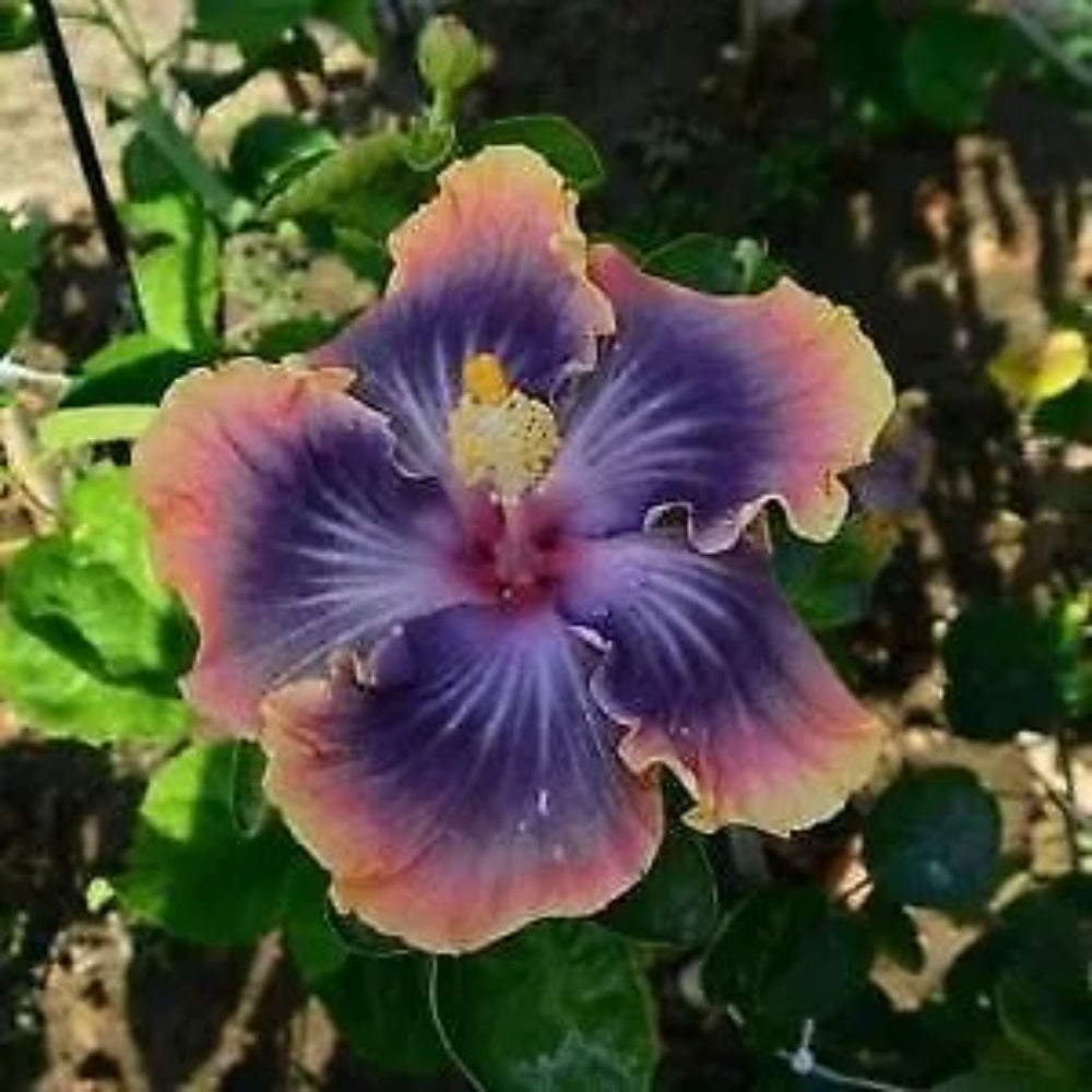 20 Purple Blue Pink Hibiscus Flowers Flower Bloom Perennial Seeds | www.seedsplantworld.com