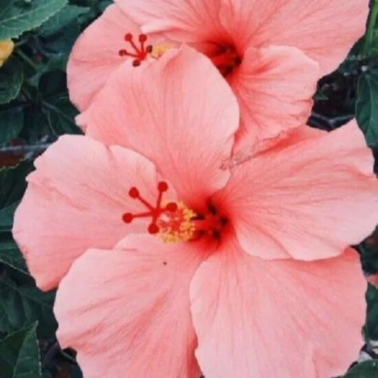 20 Salmon Pink Hibiscus Flowers Flower Bloom Perennial Seeds | www.seedsplantworld.com