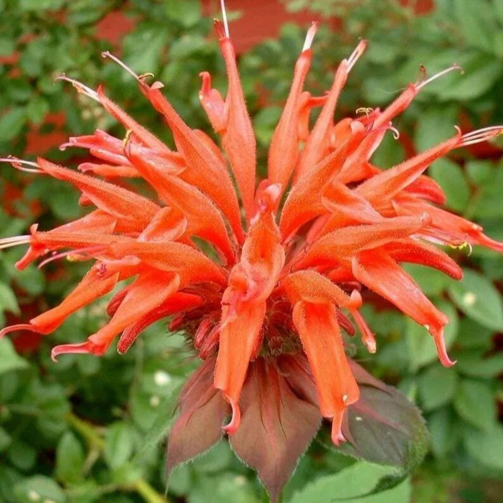 100 Orange Bee Balm Flowers Bloom Hummingbird Flower Perennial Seeds | www.seedsplantworld.com