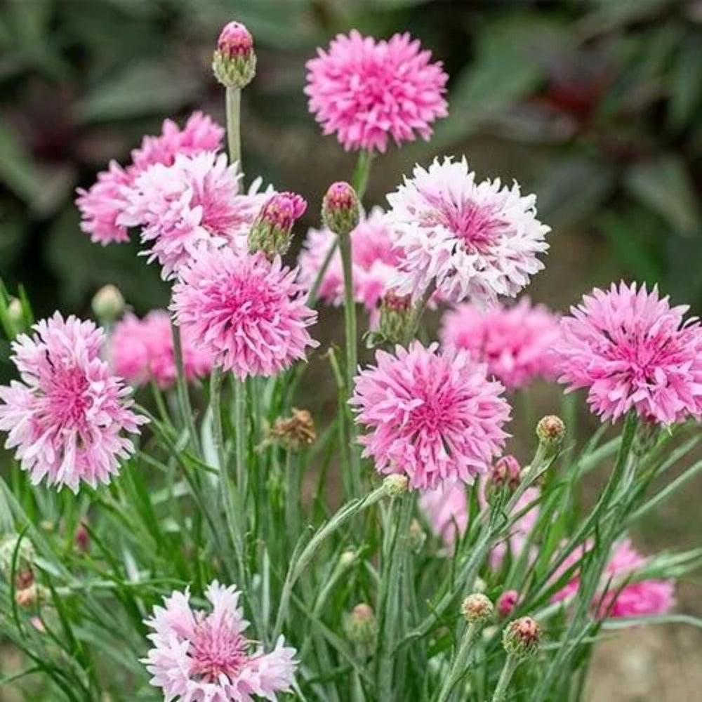 50 Pinkie Bachelor's Button Flower Flowers Garden Annual Seeds | www.seedsplantworld.com