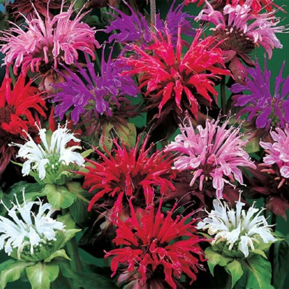 100 Purple Pink White Bee Balm Bloom Hummingbird Flower Flowers Perennial Seeds | www.seedsplantworld.com