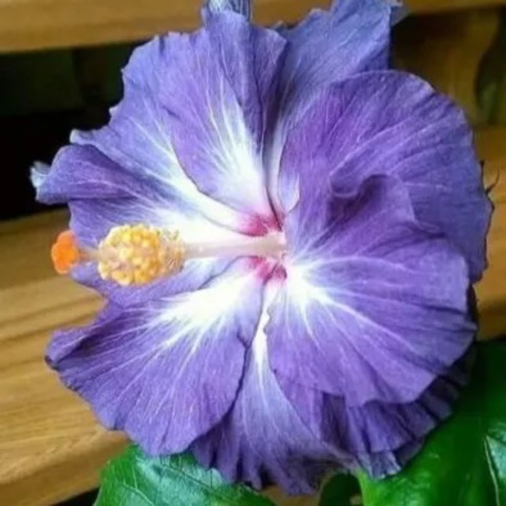 20 Blue White Hibiscus Flower Garden Flowers Perennial Seeds | www.seedsplantworld.com