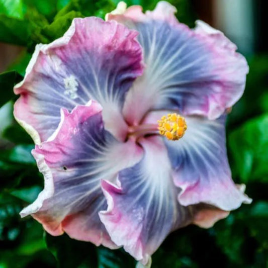 20 Blue Purple Hibiscus Hardy Flower Tropical Exotic Perennial Seeds | www.seedsplantworld.com