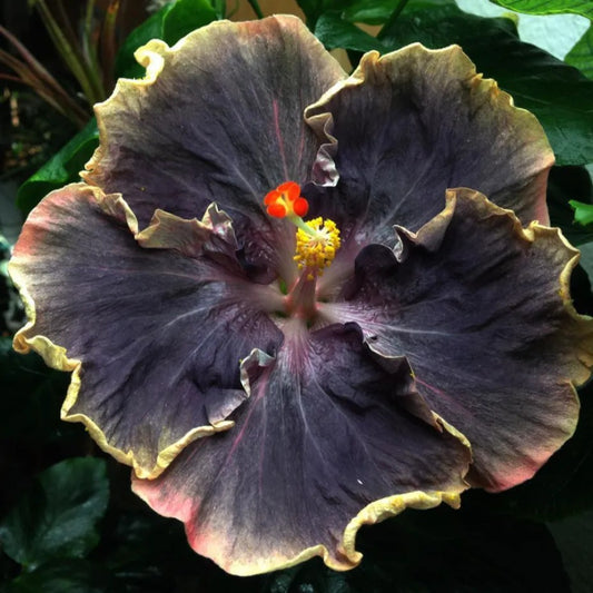 20 Yellow Black Hibiscus Hardy Flower Flowers Exotic Perennial Seeds | www.seedsplantworld.com