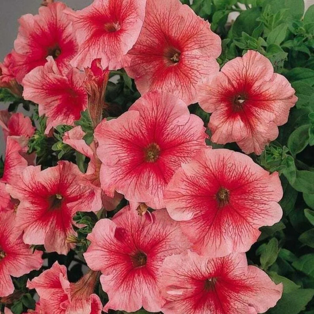 50 Bi Color Pink Petunia Flower Flowers Annual Perennial Seeds | www.seedsplantworld.com