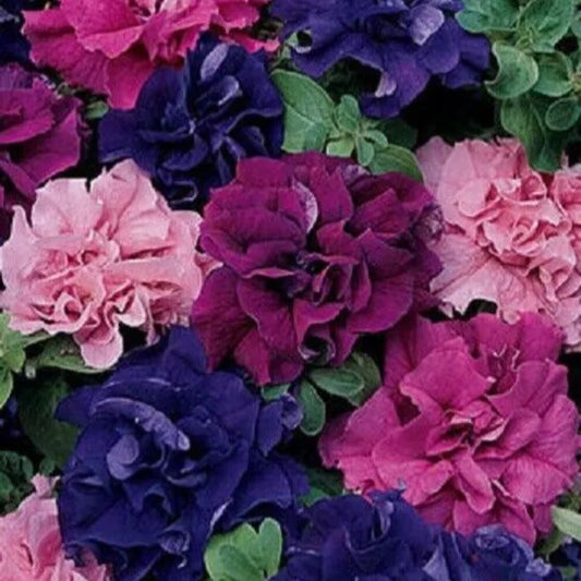 50 Double Red Pink Purple Mix Petunia Containers Hanging Baskets Seeds | www.seedsplantworld.com