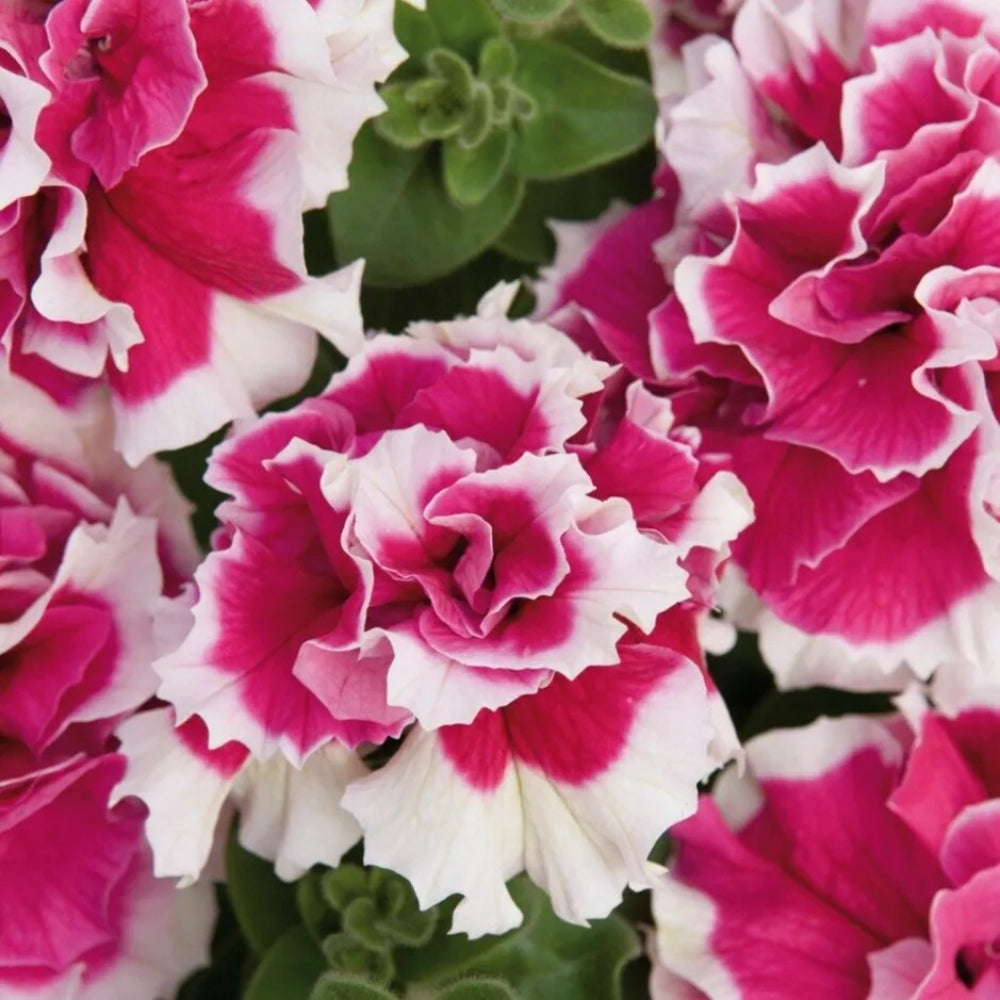 50 Double Pink White Petunia Flowers Flowers Bloom Seeds | www.seedsplantworld.com