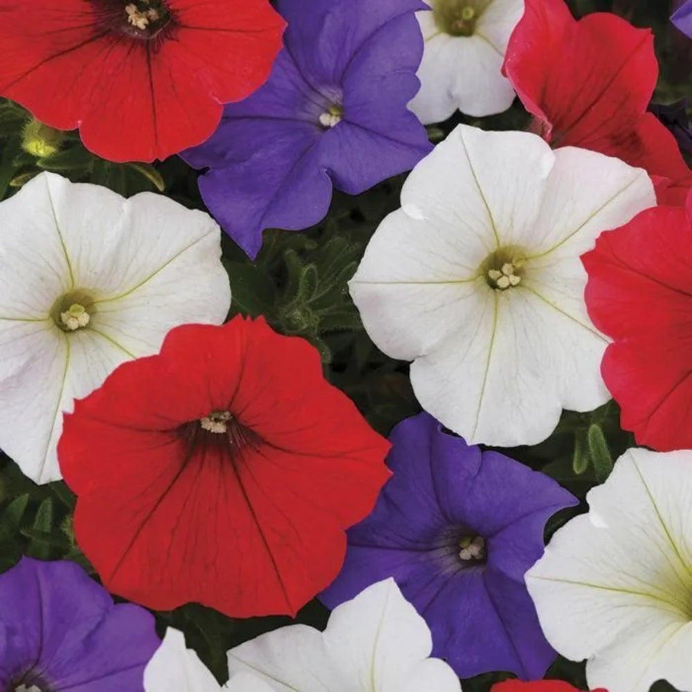 50 Red White Purple Mix Petunia Flowers Flower Bloom Seeds | www.seedsplantworld.com