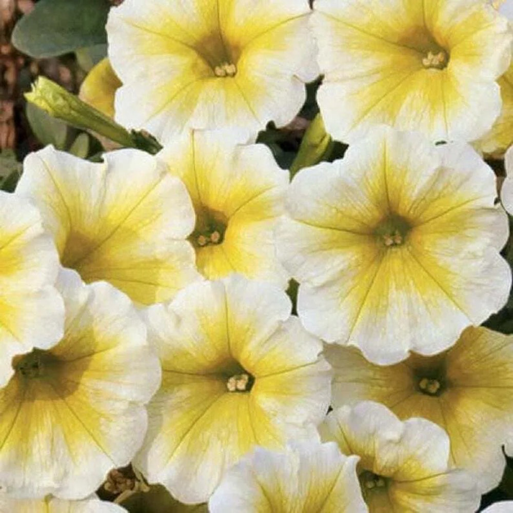 50 Yellow White Petunia Containers Hanging Baskets Window Seeds | www.seedsplantworld.com