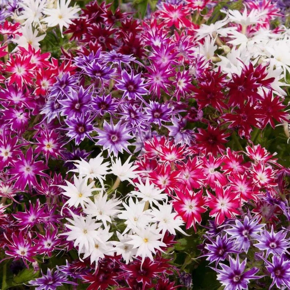 50 Twinkle Mix Phlox Flower Flowers Bloom Perennial Seeds | www.seedsplantworld.com