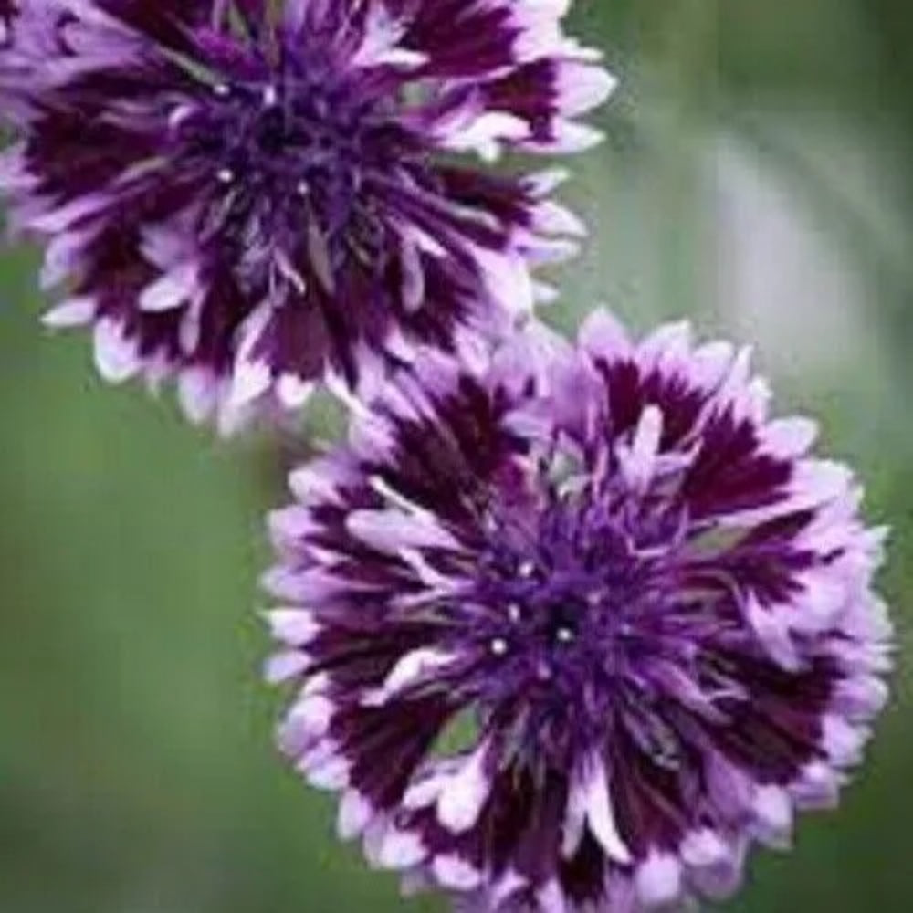 50 Polka Dot Bachelor's Button Flower Flowers Garden Annual Seeds | www.seedsplantworld.com