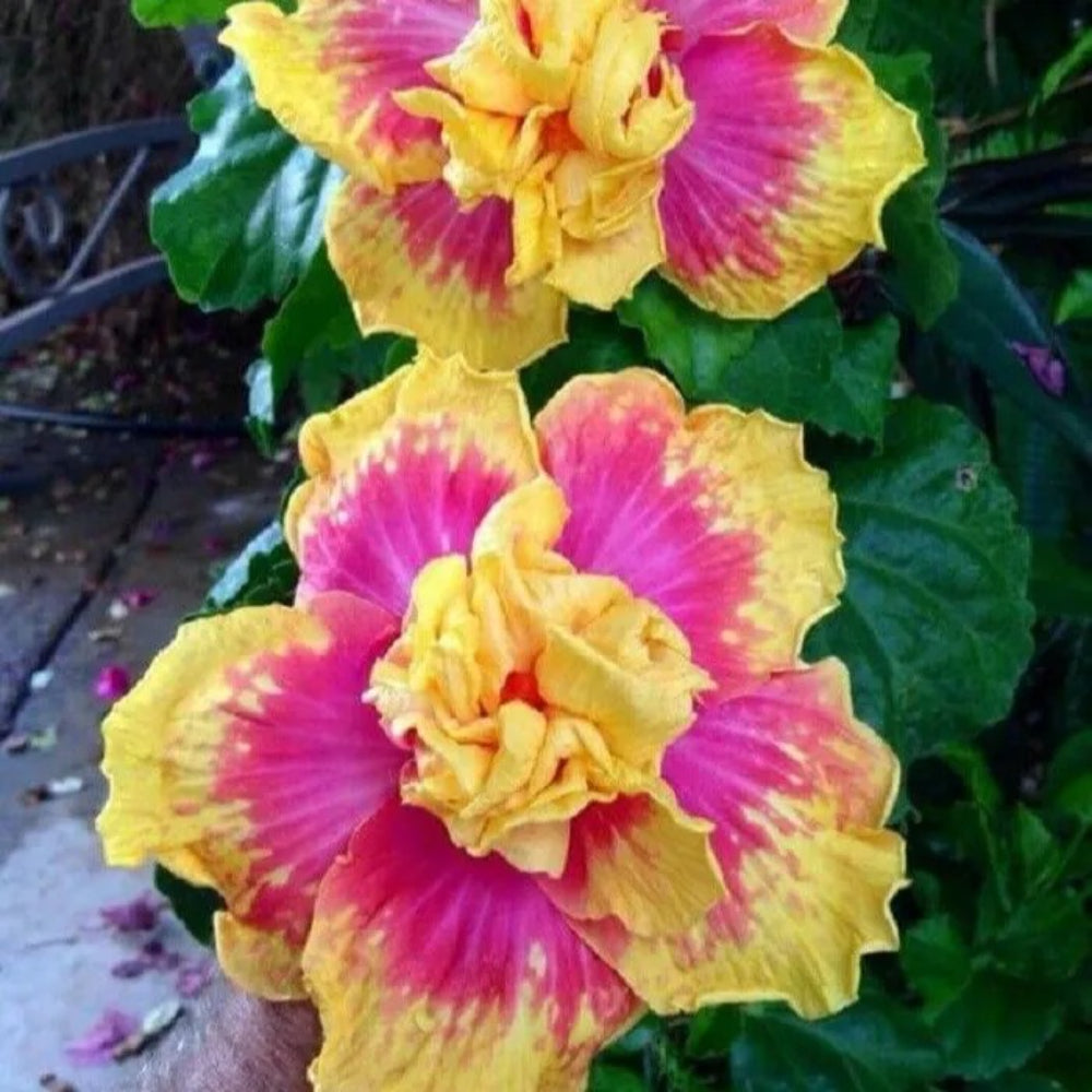 20 Double Pink Yellow Hibiscus Hardy Flower Garden Exotic Perennial Seeds | www.seedsplantworld.com