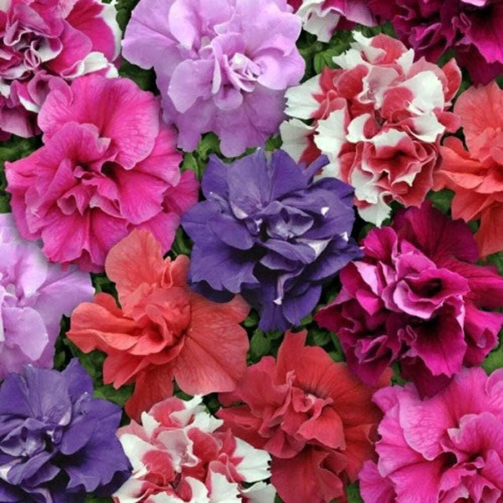 50 Double Mix Petunia Flower Containers Hanging Baskets Window Seeds | www.seedsplantworld.com