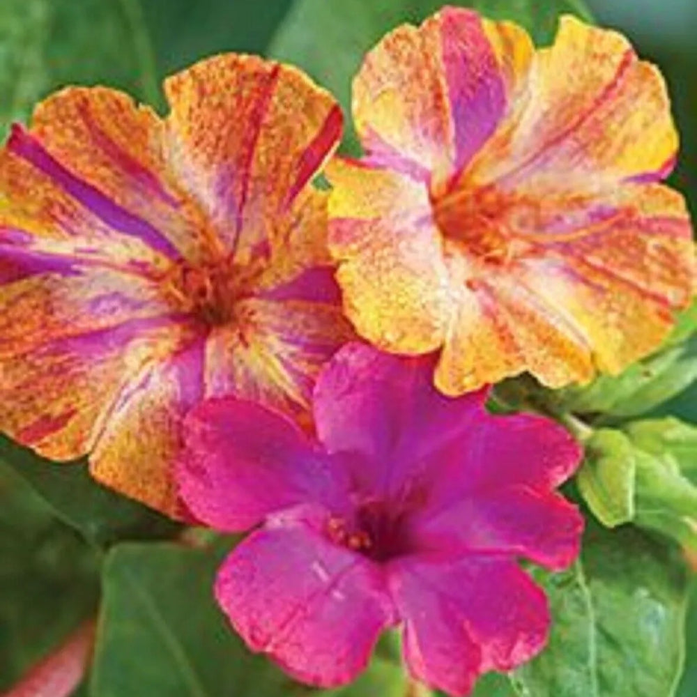 25 Pink Yellow Four O'clock Flowers 4 O'clock Perennial Seeds | www.seedsplantworld.com