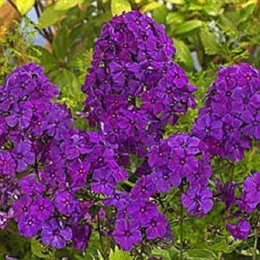 50 Bright Purple Phlox Butterfly Flower Flowers Perennial Seeds | www.seedsplantworld.com