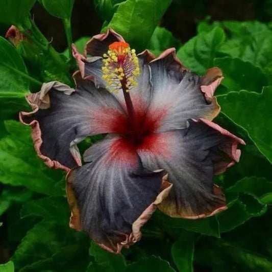 20 Black Pink Purple Hibiscus Flower Flowers Bloom Perennial Seeds | www.seedsplantworld.com