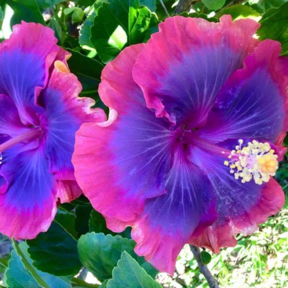 20 Pink Purple Blue Hibiscus Flower Flowers Perennial Seeds | www.seedsplantworld.com