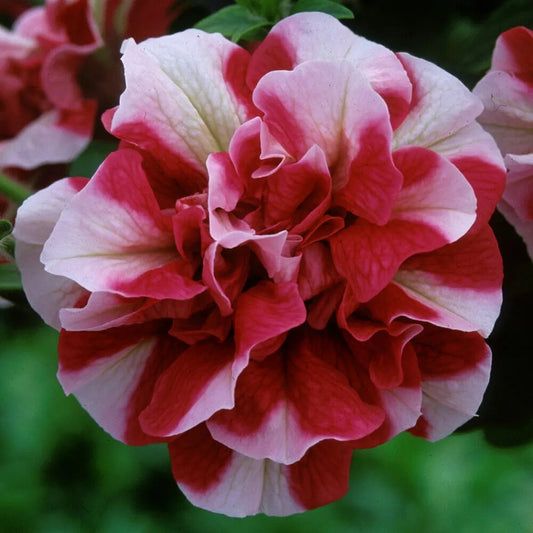 50 Double Red White Petunia Containers Hanging Baskets Window Box Seeds | www.seedsplantworld.com