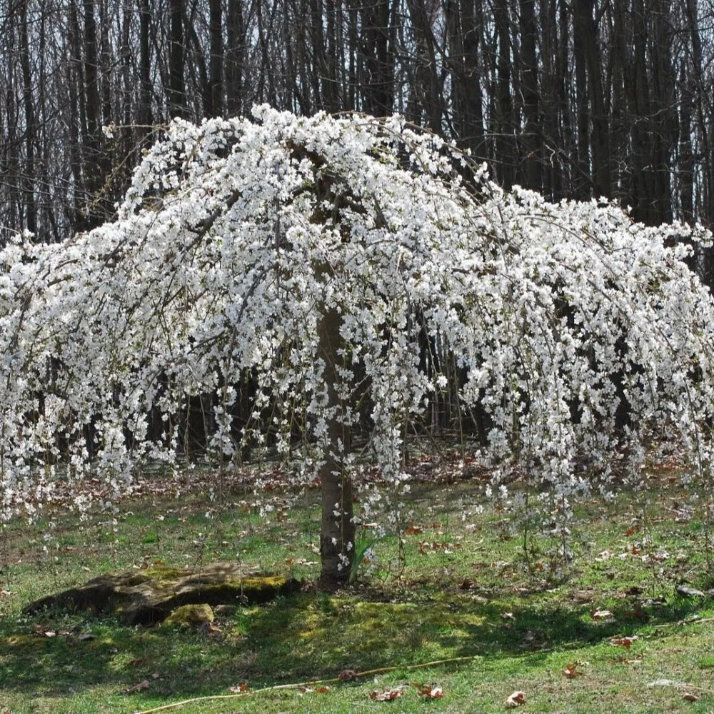 5 Weeping White Cherry Tree Flowering Japanse Ornimental Garden Seeds | www.seedsplantworld.com