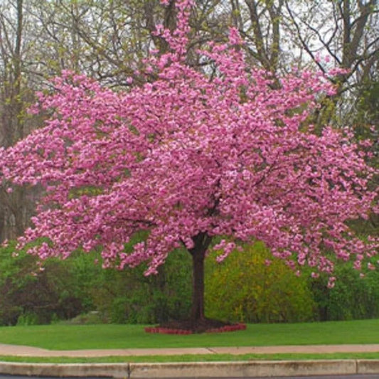 5 Stella Cherry Tree Flowering Japanese Ornamental Gardn Pink Fragrant Perennial Seeds | www.seedsplantworld.com