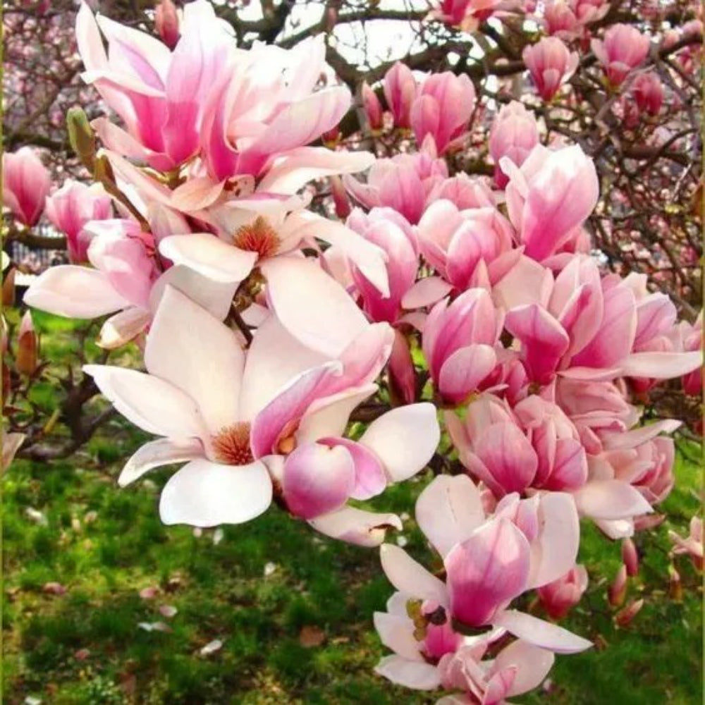 5 Flowering Chinese Magnolia Seeds Lily Flower Tree Fragrant Tulip Perennial Seeds | www.seedsplantworld.com