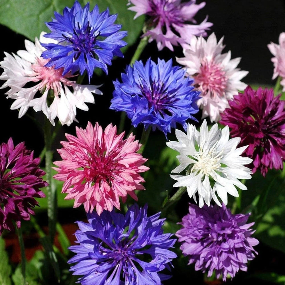 50 Purple Bachelor's Button Flower Flowers Garden Annual Seeds | www.seedsplantworld.com