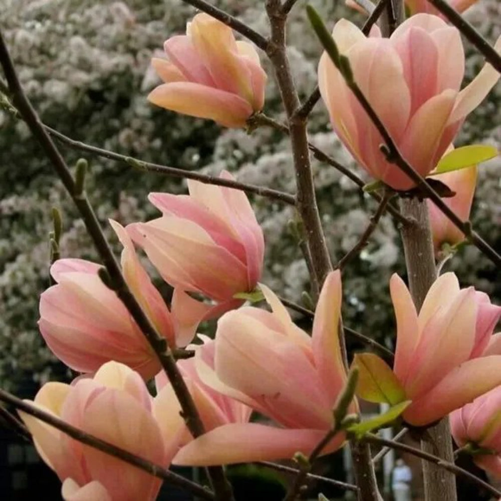 5 Coral Lake Magnolia Lily Flower Tree Fragrant Tulip Seeds | www.seedsplantworld.com