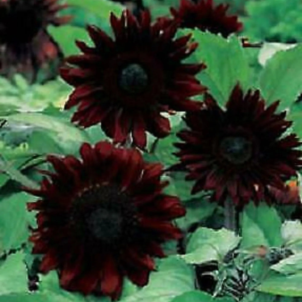 25 Black Magic Sunflower Flowers Flower Bloom Perennial Seeds | www.seedsplantworld.com