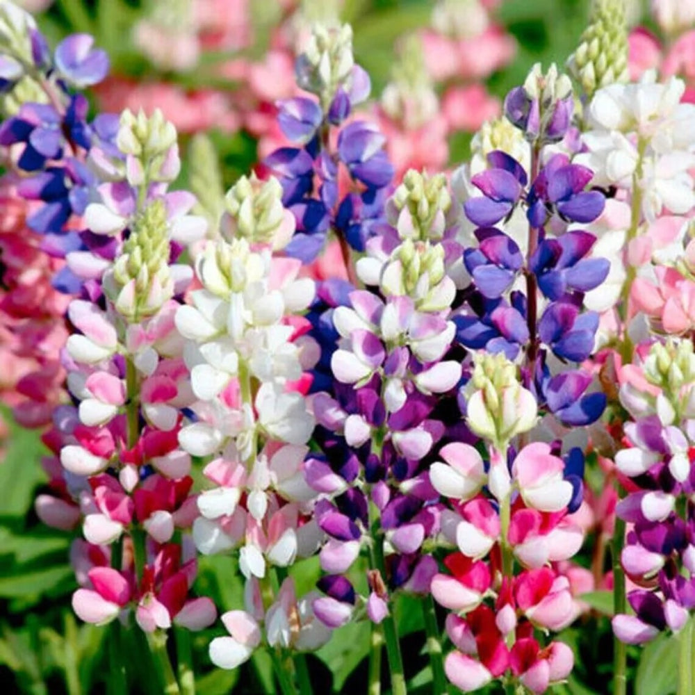 25 Avalune Mix Lupine Flower Flowers Perennial Seeds | www.seedsplantworld.com