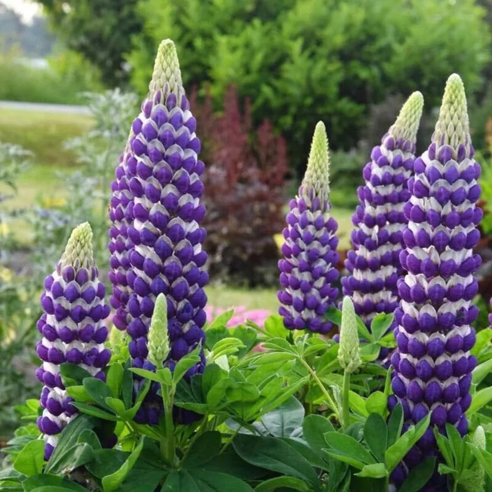 25 Blacksmith Lupine Flower Hardy Flowers Perennial Seeds | www.seedsplantworld.com