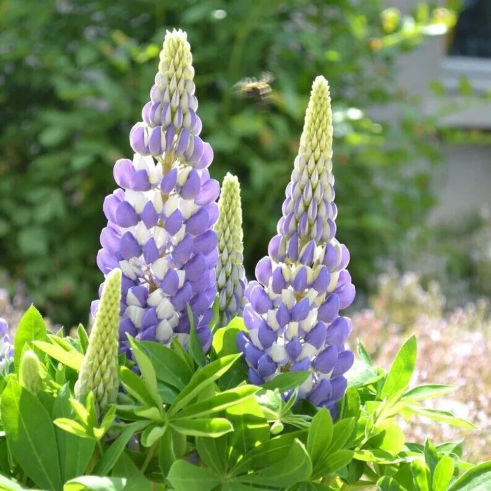 25 Blue Lupine Flower Hardy Garden Flowers Perennial Seeds | www.seedsplantworld.com