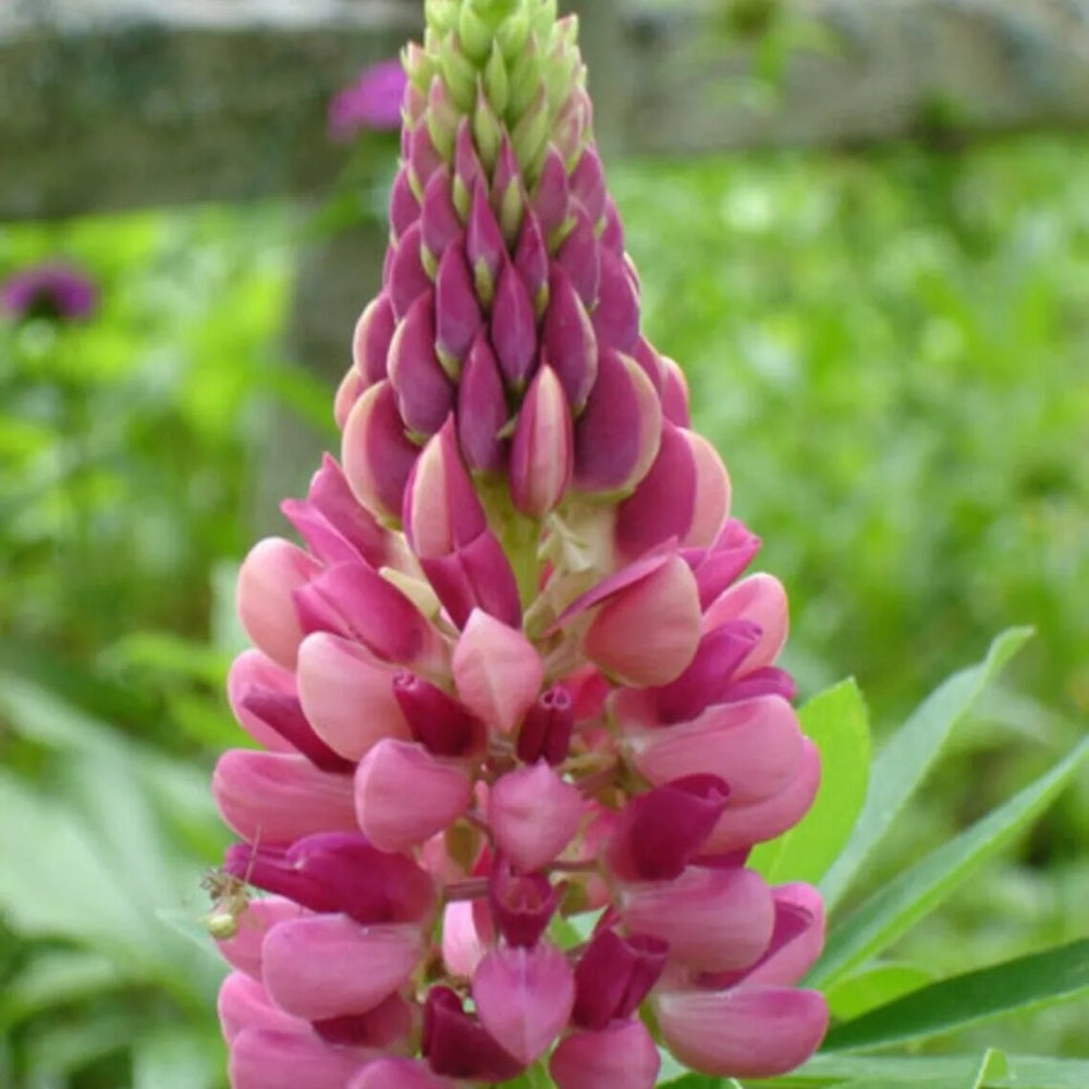 25 Candy Pink Lupine Flower Hardy Flowers Perennial Seeds | www.seedsplantworld.com