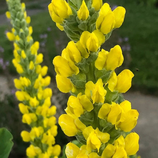 25 Carolina Lupine Flower Hardy Flowers Perennial Seeds | www.seedsplantworld.com