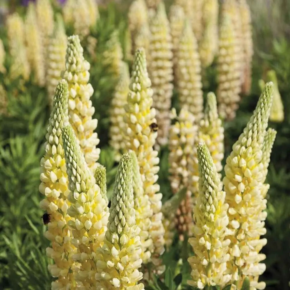 25 Chandelier Lupine Flower Hardy Flowers Perennial Seeds | www.seedsplantworld.com