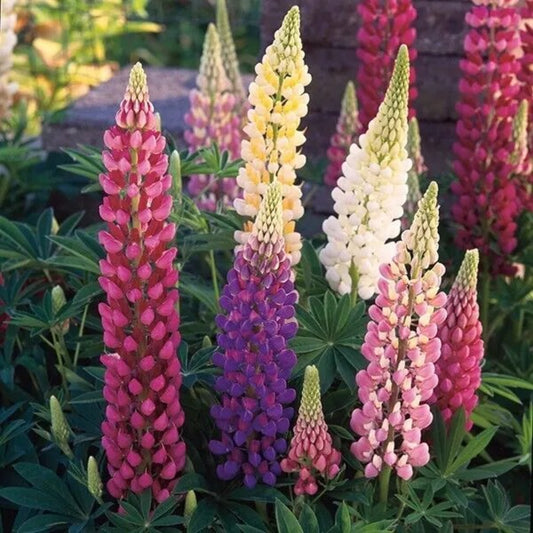 25 Festival Mixed Lupine Flower Hardy Flowers Perennial Seeds | www.seedsplantworld.com