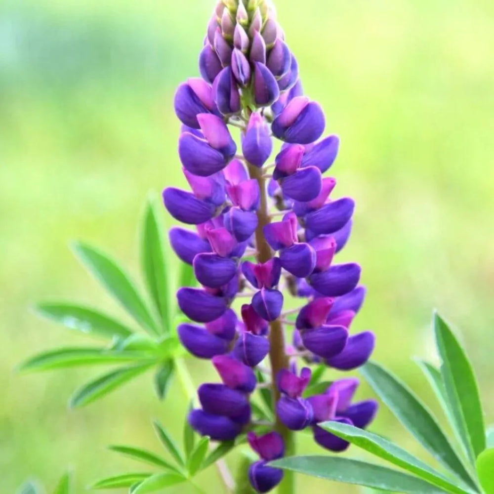 25 Gallery Blue Lupine Flower Hardy Flowers Perennial Seeds | www.seedsplantworld.com