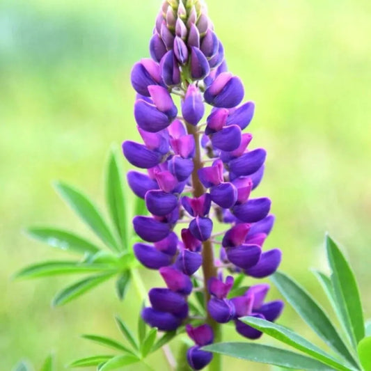 25 Gallery Blue Lupine Flower Hardy Flowers Perennial Seeds | www.seedsplantworld.com