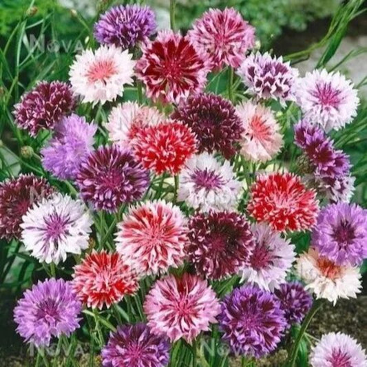 50 Purple Pink Bachelor's Button Flower Flowers Garden Annual Seeds | www.seedsplantworld.com