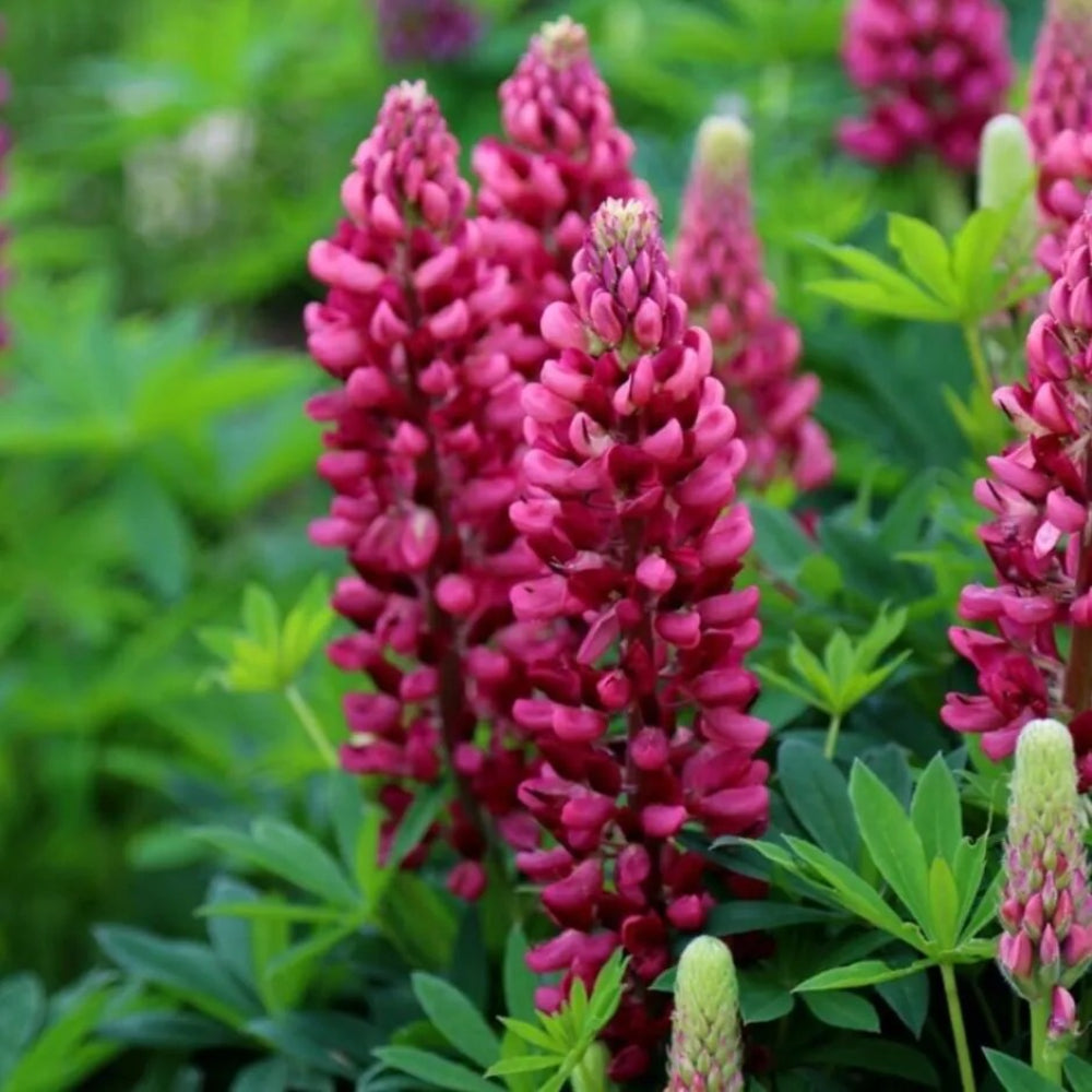 25 Gallery Red Lupine Flower Hardy Flowers Perennial Seeds | www.seedsplantworld.com