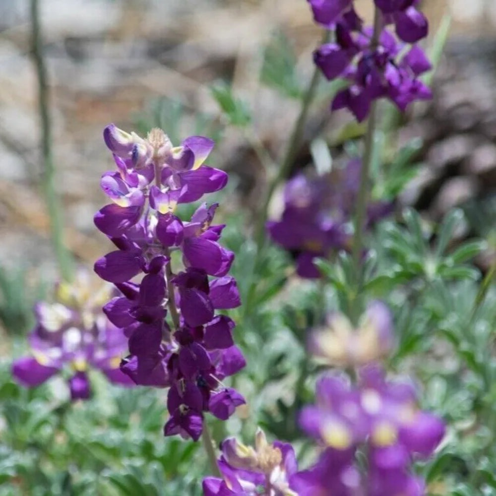 25 Grape Soda Lupine Flower Hardy Flowers Perennial Seeds | www.seedsplantworld.com